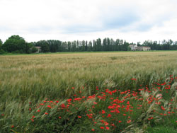 Wheat-Field-250x188